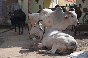 Pushkar Prints: Cows, Pushkar, Rajasthan, India