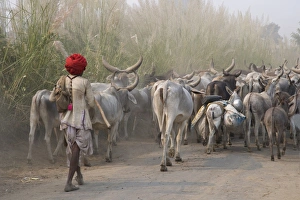Herder Prints: Cows on the road, Delhi, India