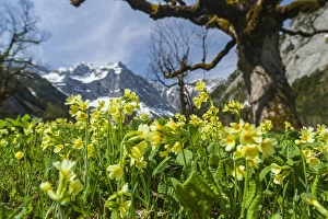 Images Dated 11th May 2012: Cowslip (primula Veris) in Eng valley, Karwendel mountain range in austria, with