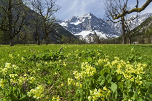 Wide Angle Prints: Cowslip (primula Veris) in Eng valley, Karwendel mountain range in austria, with