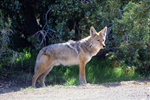 A coyote alongside a road in New Mexiso