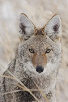Ken Archer Prints: Coyote in autumn