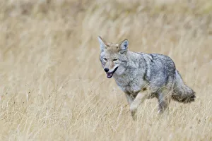 Stalking Prints: Coyote in autumn mountain meadow