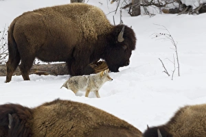 Images Dated 24th February 2014: Coyote among Bison Herd