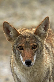Coyote (Canis latrans) at Badwater Basin, Death Valley National Park, Mojave Desert