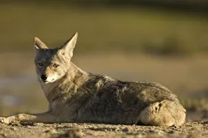 coyote, Canis latrans, resting at Scammons Lagoon, Guerrero Negro, Baja California