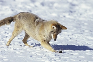 Coyote (Canis latrans) in winter playing with mouse, MT (Captive Animal) Coyote (Canis latrans) in winter playing with mouse, MT (Captive Animal)