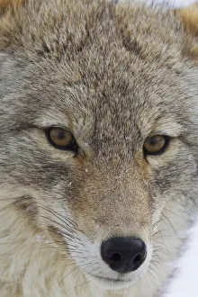 Yellowstone Prints: Coyote Close-up