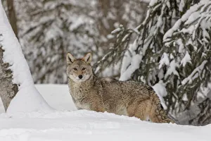 Predatory Prints: Coyote in deep winter snow, Canis latrans, controlled situation, Montana