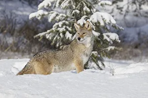 Images Dated 4th July 2019: Coyote in deep winter snow, Canis latrans, controlled situation, Montana