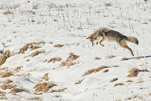 Yellowstone Prints: Coyote in Hayden Valley of Yellowstone National Park