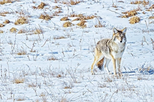 Yellowstone Prints: Coyote in Hayden Valley of Yellowstone National Park
