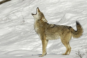 Howling Prints: Coyote howling in winter, (Captive) Montana Canis latrans Canid