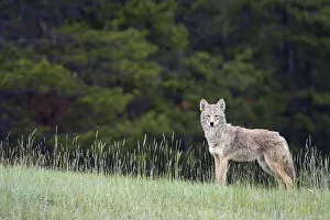 Images Dated 22nd June 2005: Coyote; late spring
