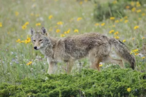 Images Dated 22nd June 2005: Coyote late spring