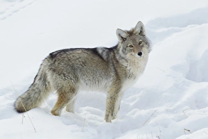 Ken Archer Prints: Coyote Looking
