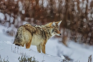 Yellowstone Prints: Coyote in Northern Range of Yellowstone National Park