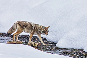 Yellowstone Prints: Coyote in Northern Range of Yellowstone National Park