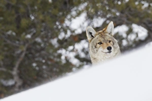 Images Dated 2nd March 2014: Coyote Peeking