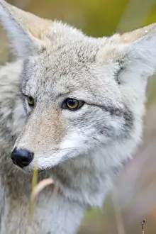 Images Dated 29th September 2007: Coyote portrait during snow squall in Glacier National Park in Montana
