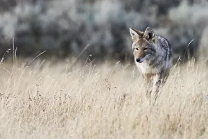 Predatory Prints: Coyote on the prowl for a meal