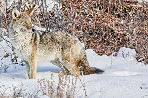 Yellowstone Prints: Coyote roaming in the Lamar Valley in Yellowstone National Park