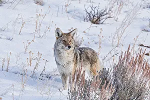 Yellowstone Prints: Coyote roaming in the Lamar Valley in Yellowstone National Park