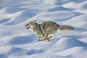 Coyote running through fresh snow, Yellowstone National Park, Wyoming