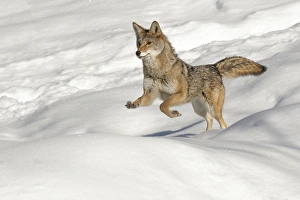 Coyote running on snow, (Captive) Montana Canis latrans Canid