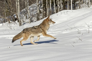 Coyote running on snow, (Captive) Montana Canis latrans Canid