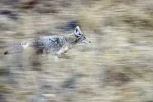 A coyote runs through