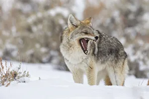 Ken Archer Prints: Coyote, snarling