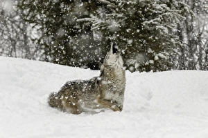 Images Dated 29th January 2016: Coyote in snow, (Captive) Montana Canis latrans Canid
