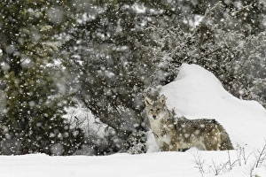 Images Dated 29th January 2016: Coyote in snow, (Captive) Montana Canis latrans Canid