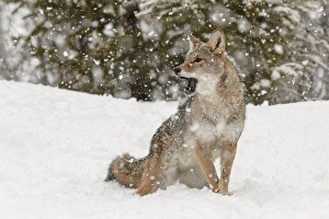 Images Dated 29th January 2016: Coyote in snow, (Captive) Montana Canis latrans Canid