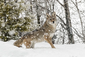 Images Dated 29th January 2016: Coyote in snow, (Captive) Montana Canis latrans Canid