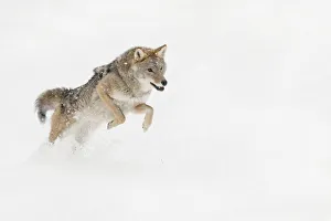 Images Dated 29th January 2016: Coyote in snow, (Captive) Montana Canis latrans Canid