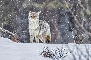 Coyote during a snowstorm in Yellowstone National Park