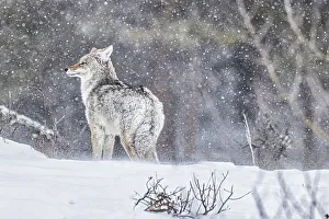 Coyote during a snowstorm in Yellowstone National Park