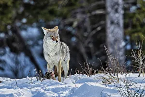 Yellowstone Prints: Coyote during a snowstorm in Yellowstone National Park