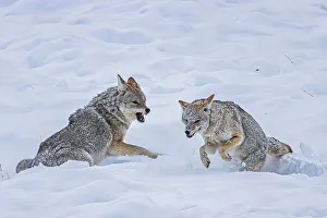 Coyote during a snowstorm in Yellowstone National Park
