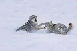 Yellowstone Prints: Coyote during a snowstorm in Yellowstone National Park