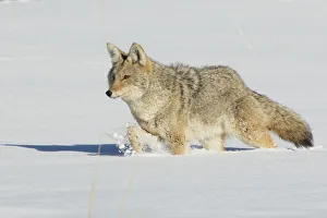 Survival Prints: Coyote stalking