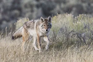 Coyote, stalking