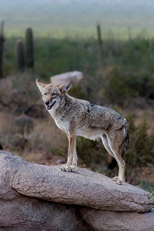 Images Dated 7th May 2024: A coyote takes advantage of a rock to gain a better view