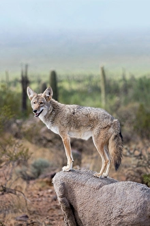 Images Dated 4th February 2024: A coyote takes advantage of a rock to gain a better view
