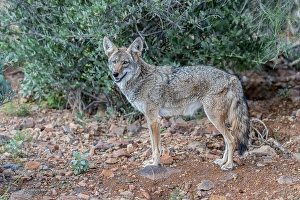 Images Dated 4th February 2024: A coyote takes advantage of a rock to gain a better view