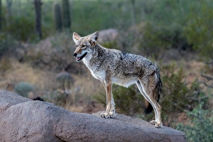 Images Dated 7th May 2024: A coyote takes advantage of a rock to gain a better view