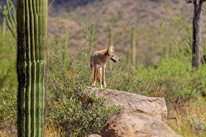 Images Dated 4th February 2024: A coyote takes advantage of a rock to gain a better view