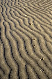 Foot Print Prints: Coyote tracks in